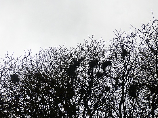 Birds nests - Public Domain Photograph