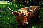 Bull-with-large-horns