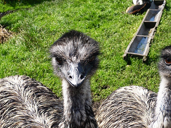 Emu head - Public Domain Photograph