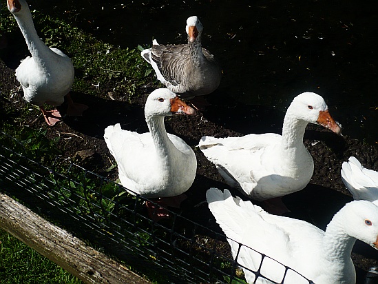 Geese in pen - Public Domain Photograph