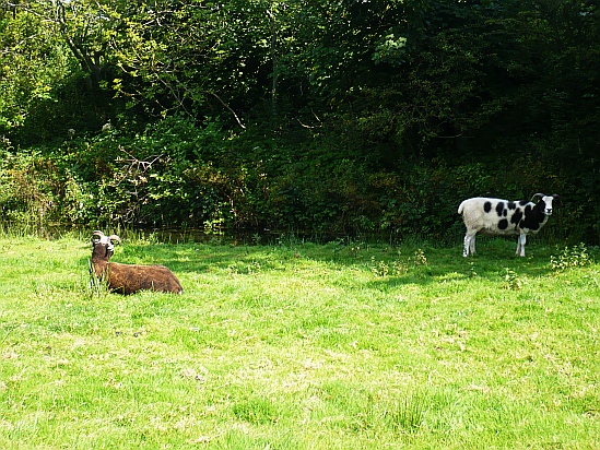 Goats in field - Public Domain Photograph