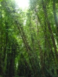 Green-Tree-Canopy