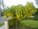 Laburnum-Tree-Yellow