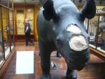 Museum-Rhino-Missing-Horn
