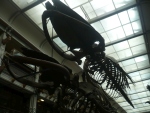 Museum-skeleton