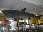 Natural-History-Museum-Dublin-Whale
