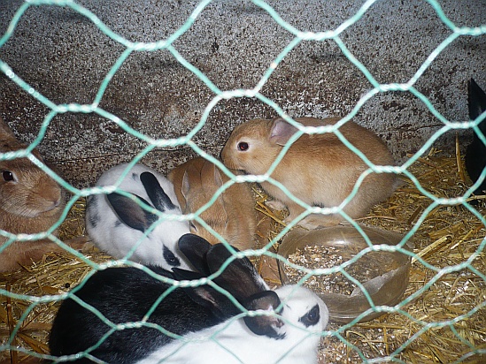 Rabbits in cage - Public Domain Photograph