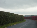 Red-Hedge