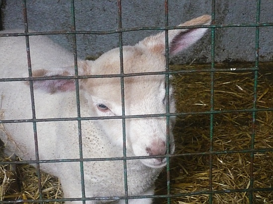 Spring Lamb in cage - Public Domain Photograph