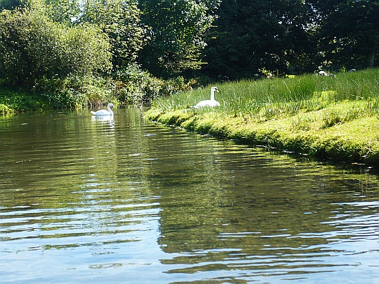 Swans on River - Public Domain Photograph