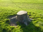 Tree-Stump