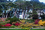 Trees-with-colorful-shrubs