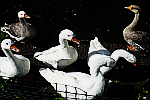 White-Swans