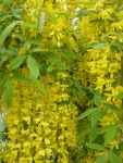 Yellow-Laburnum-Flowers