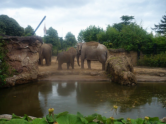 Zoo Elephants Dublin - Public Domain Photograph