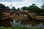 Zoo-Elephants-Dublin