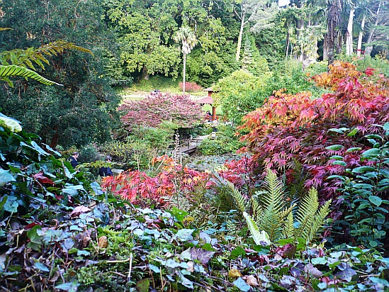 Acers in garden - Public Domain Photograph