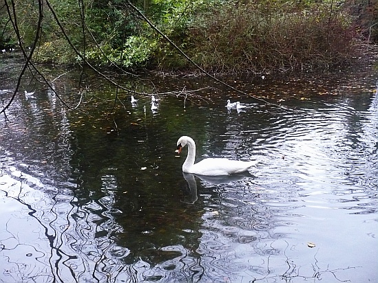 Beautiful swan - Public Domain Photograph