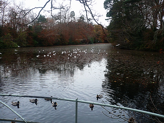 Birds on a pond - Public Domain Photograph