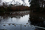 birds-on-a-pond