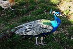 blue-peacock
