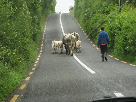 Cows blocking road - Public Domain Photograph