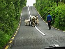 cows-blocking-road