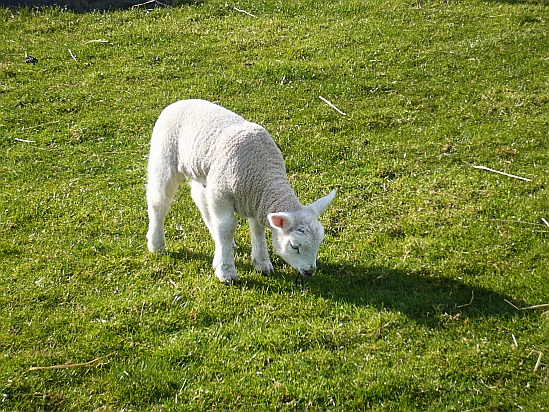 Lamb - Public Domain Photograph