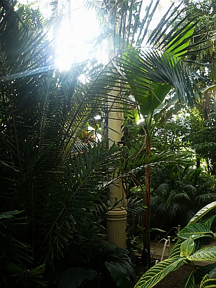 Palm trees - Public Domain Photograph