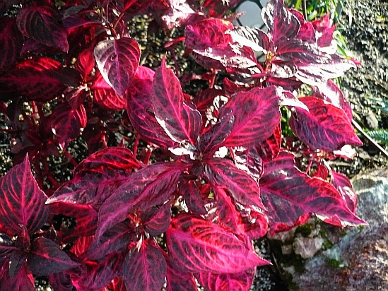 Red and wine plant - Public Domain Photograph