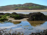 seaweed-on-beach