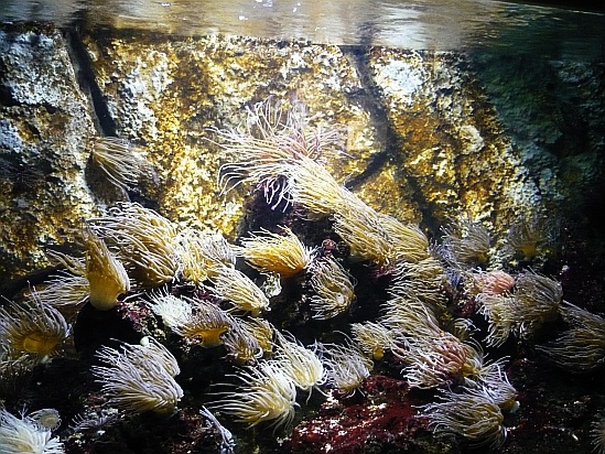 Seaweed sea creatures - Public Domain Photograph