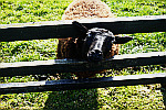 sheep-and-fence