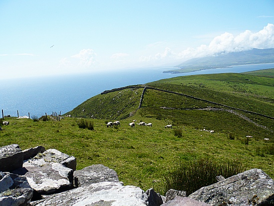 Sheep near cliffs - Public Domain Photograph