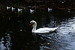 swan-swimming
