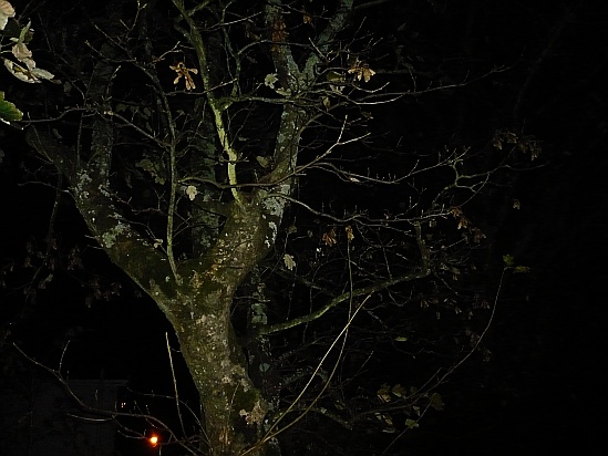 Tree at night - Public Domain Photograph