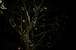 tree-at-night