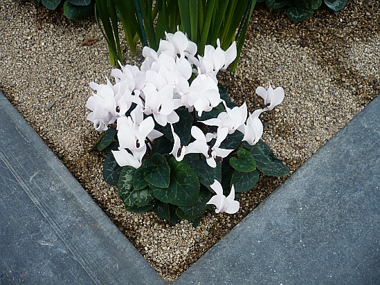 White cyclamen flowers - Public Domain Photograph