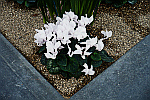 white-cyclamen-flowers