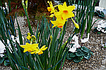 yellow-daffodil